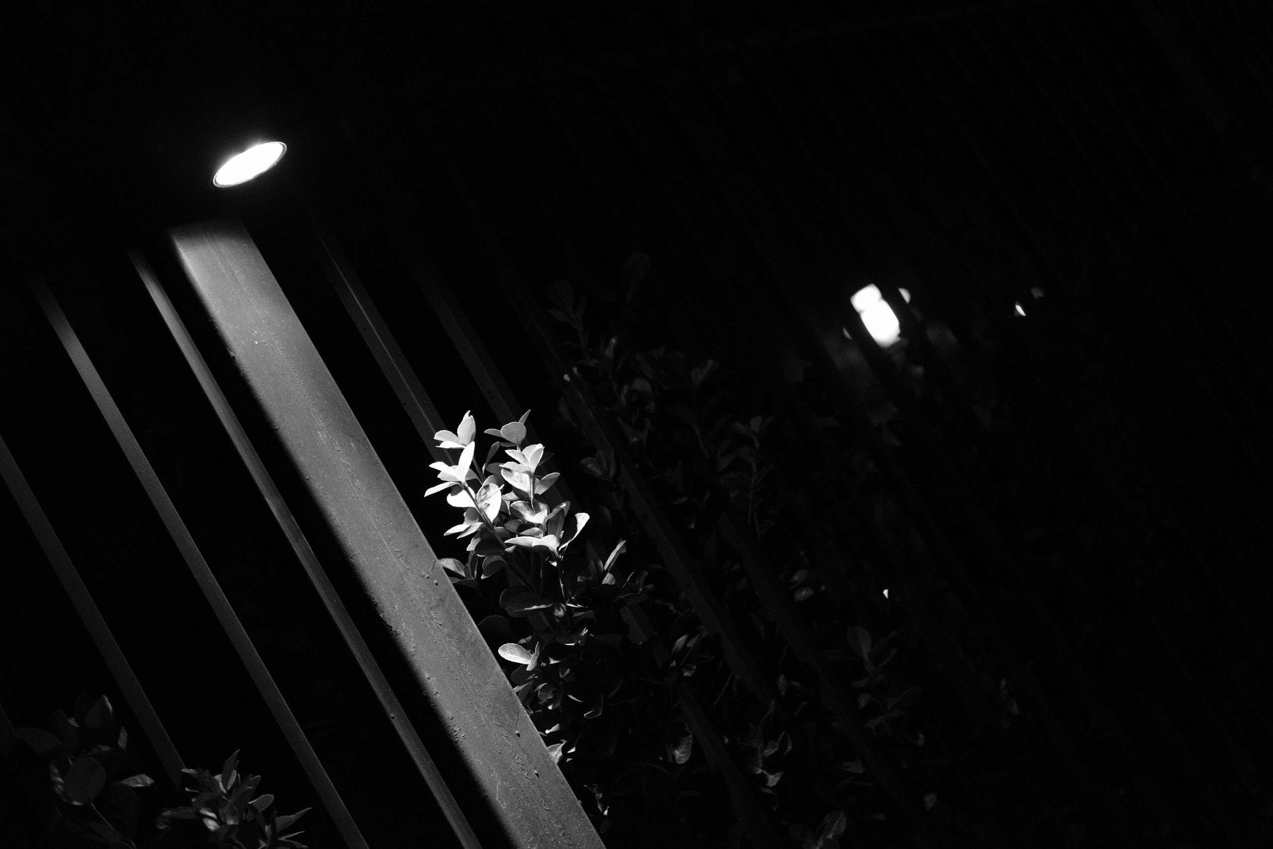 DSCF9169